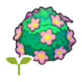 Adorable hedge sapling