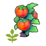 Blooming Tomato plant