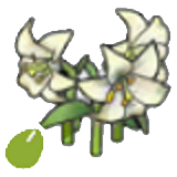 Elegant-flor sementes