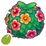 Healthy-hedge sementes