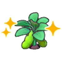 Ripe bean plant (Grow)