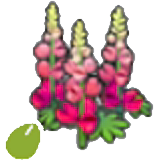 Robust-flor sementes