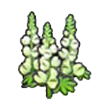 Robust flower (white)