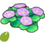 Sementes de Flor do Litoral