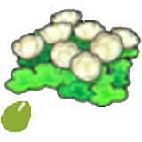 Sementes de Flor das Terras Celestes