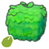 Square-plant sementes