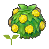 Stylish hedge sapling