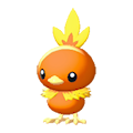 Torchic