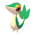 Snivy
